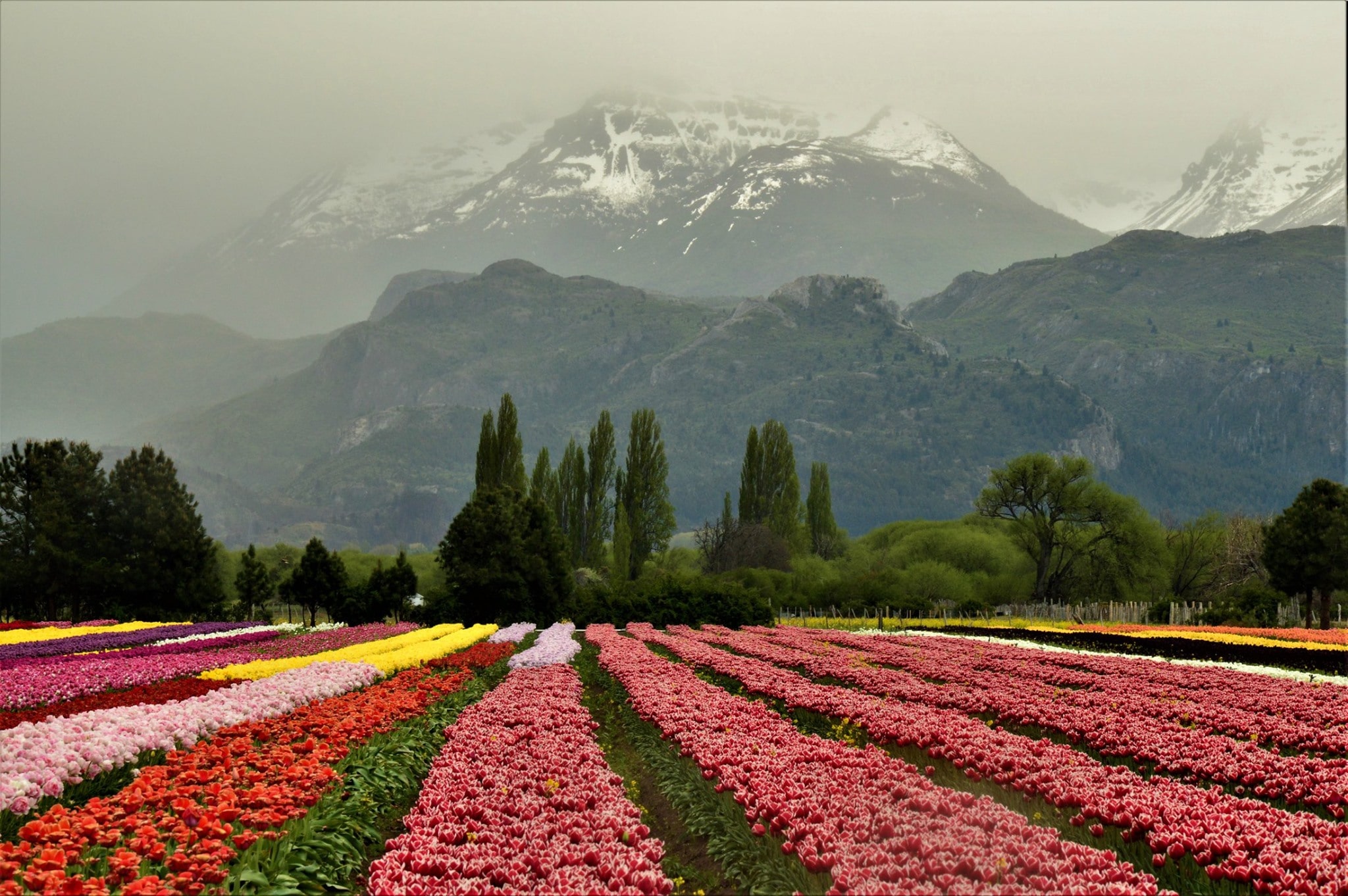 Campo de Tulipanes